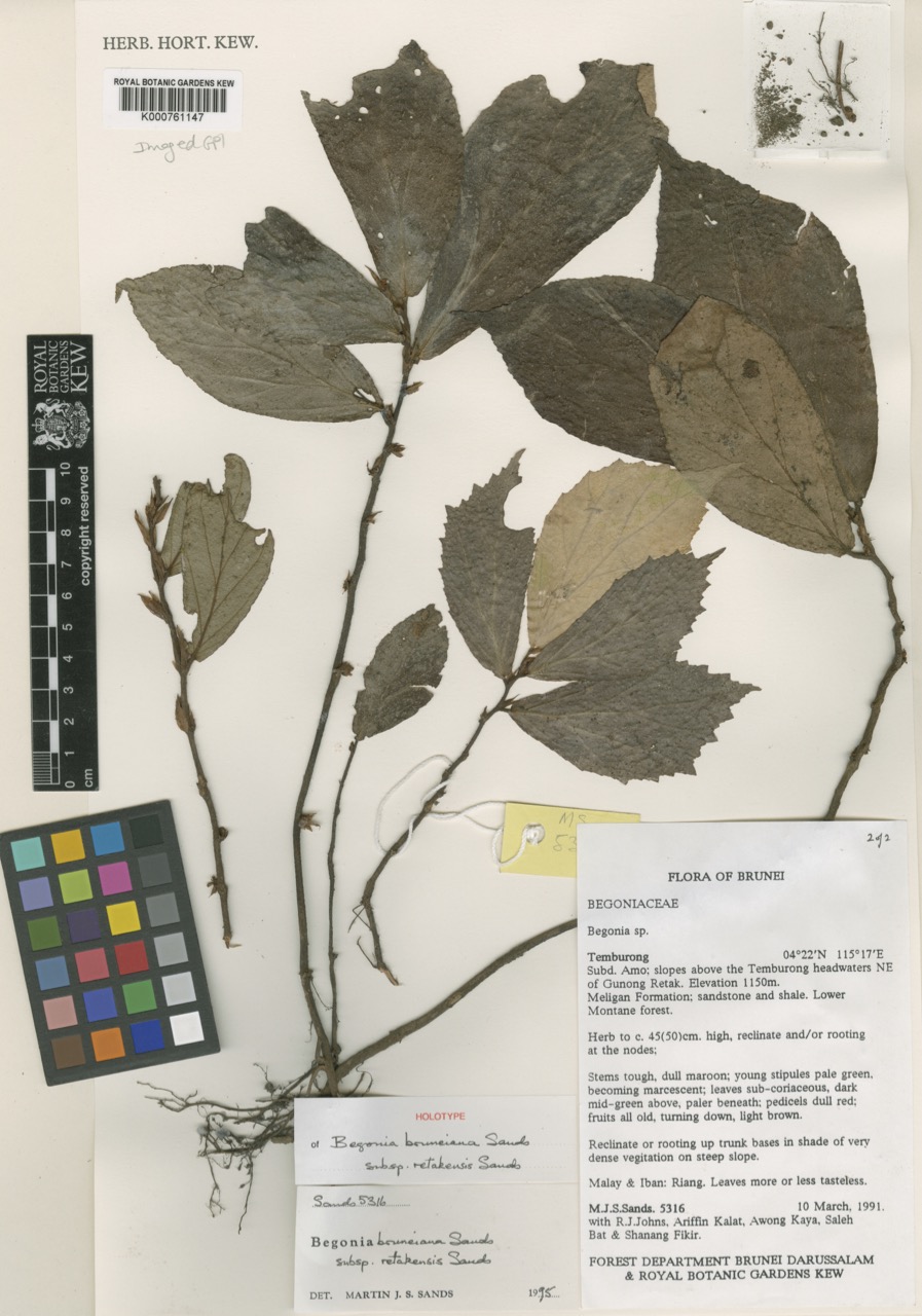 B. retakensis